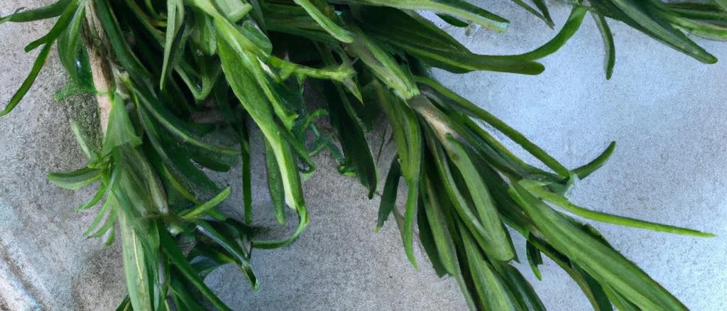 Variety of fresh rosemary sprigs with different packaging