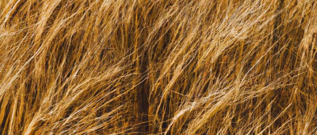 Khorasan wheat grains in various packaging options displayed on a rustic wooden background
