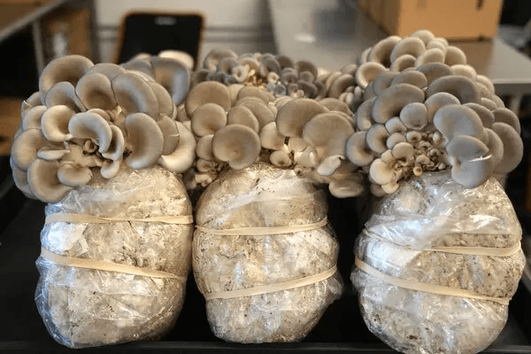 The Growing Food Industry: Farming Without Waste