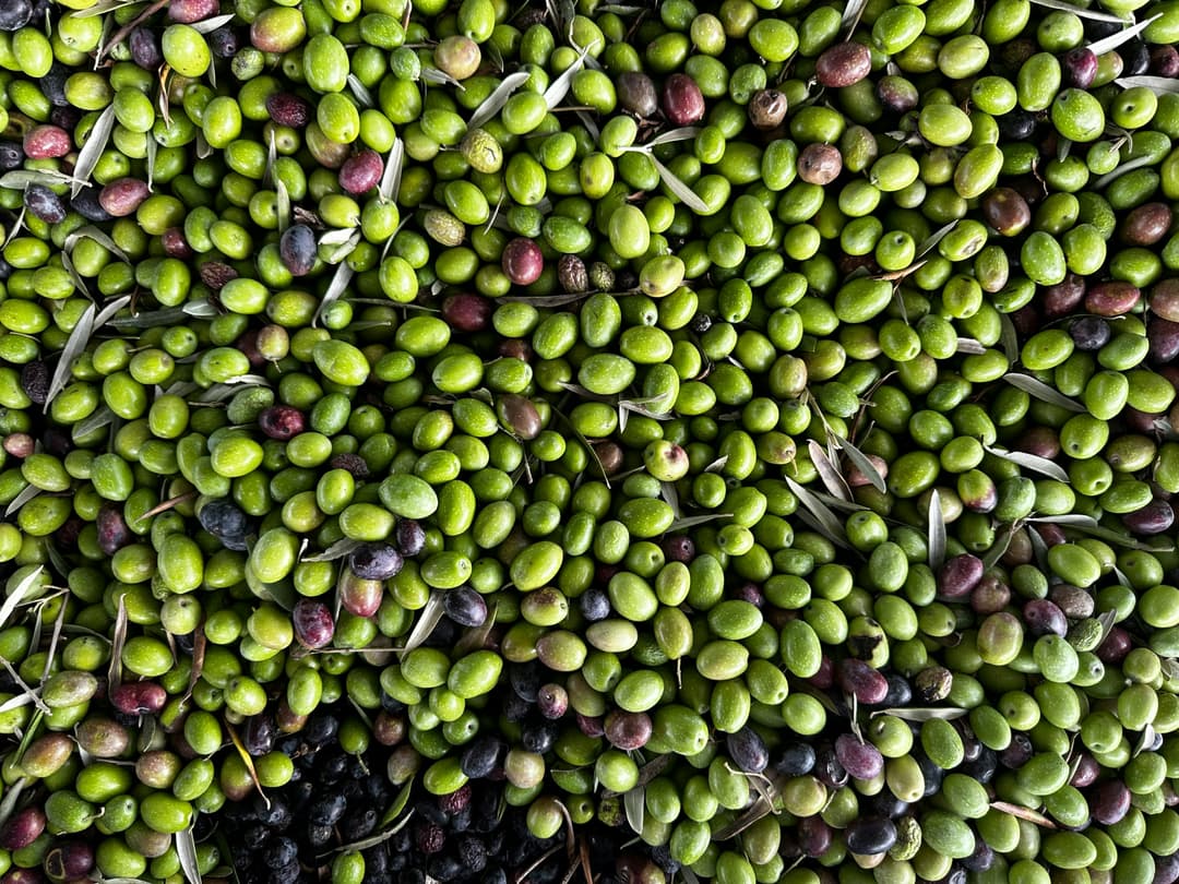 Everything You Need to Know About Olive Harvesting