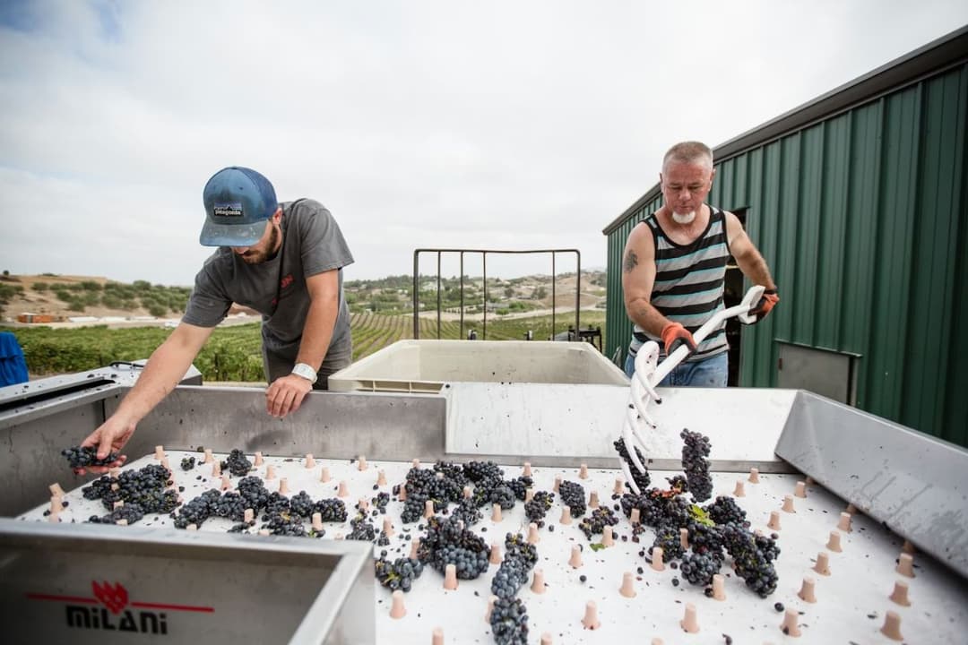 workers at vineyard
