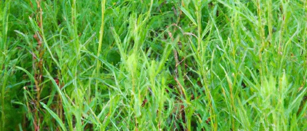 Ground dried tarragon varieties in clear packaging on wooden background