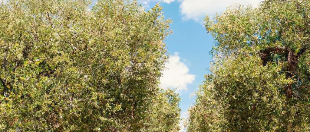 Olive Oil From Nîmes Bottles on Rustic Wooden Table