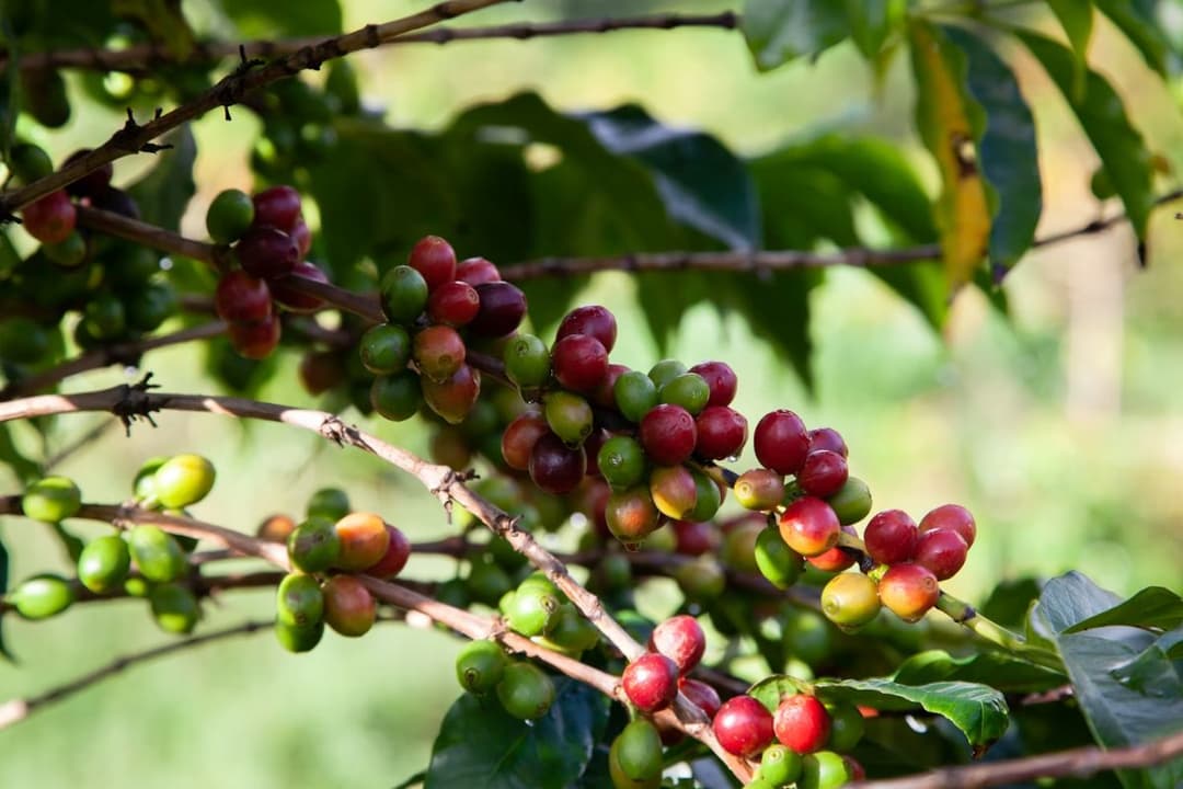 coffee beans hanging from tree
