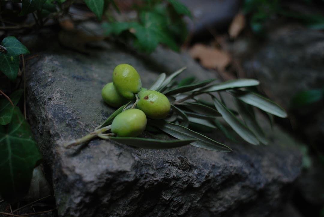 Olives on rock