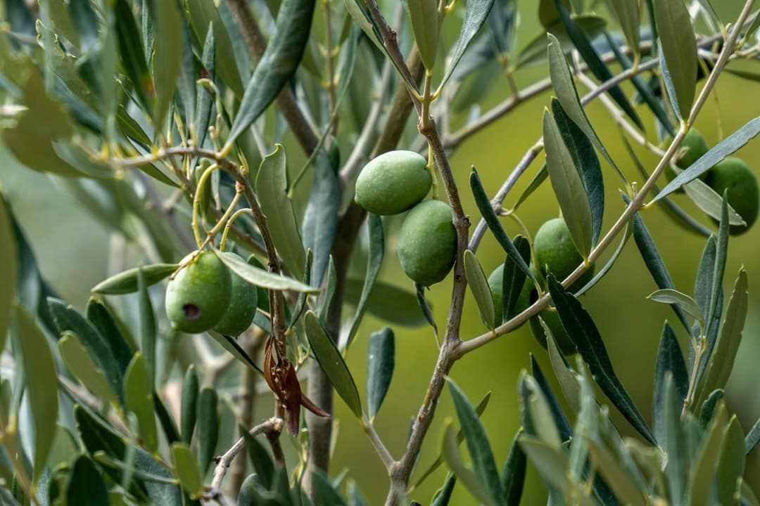 Sustainable Olive Oil Production: From Grove to Table
