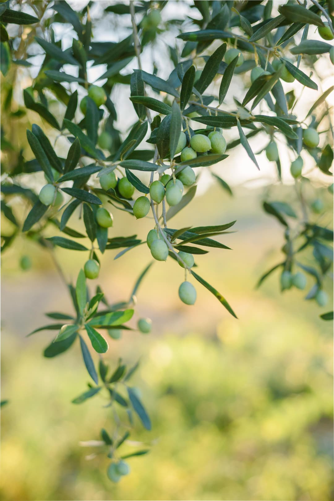 olive tree